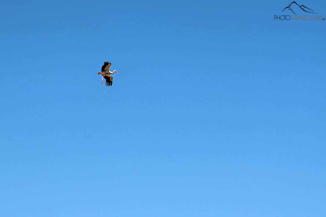 Ein Storch im Flug