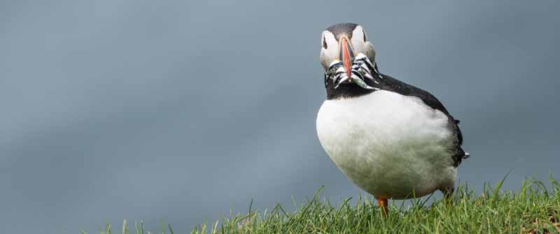 Puffin auf Island