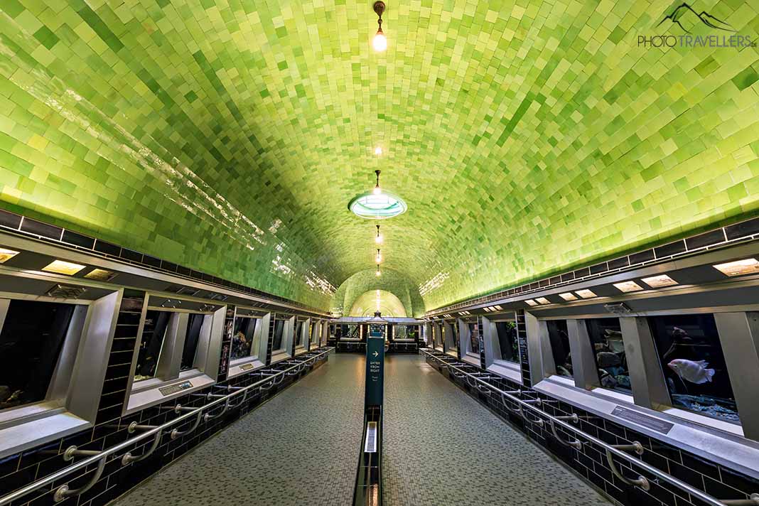 Grüne Halle des historischen Aquariums auf Belle Isle