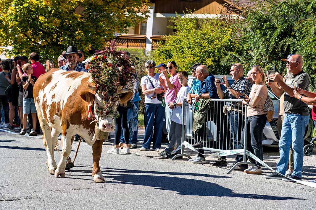 Geschmückte Kuh beim Almabtrieb in St. Martin im Gsieser Tal